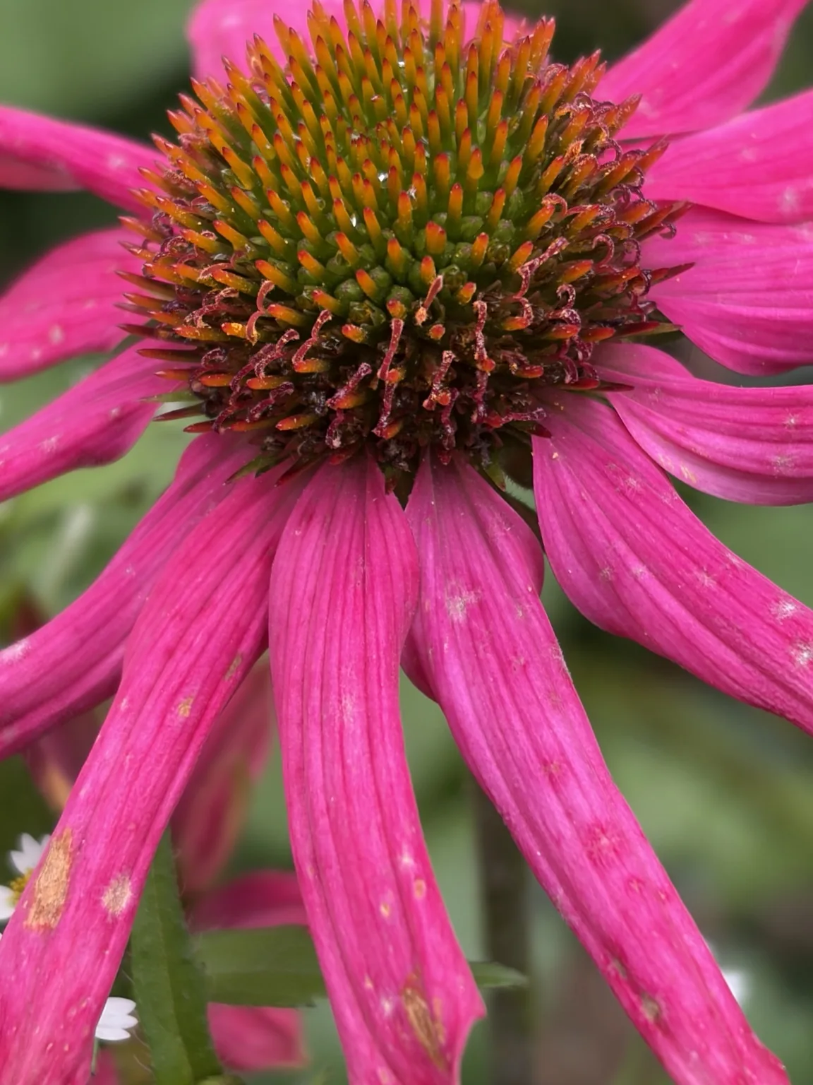 Coneflower with long petals and a textured seed head.