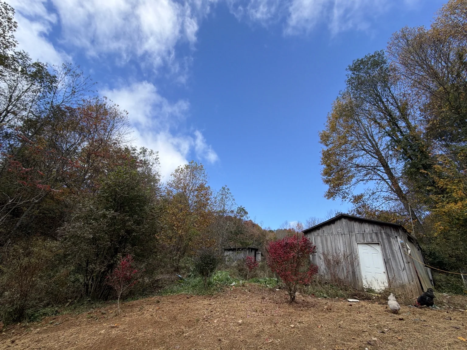 Farm hillside with trees and an outbuilding beneath a blue sky.