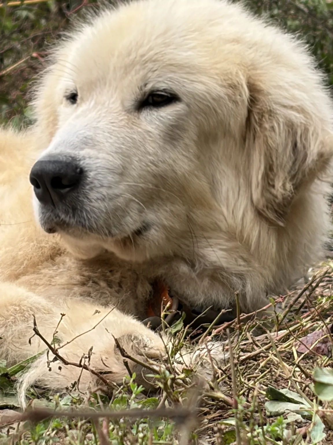 White livestock guardian dog resting outdoors.