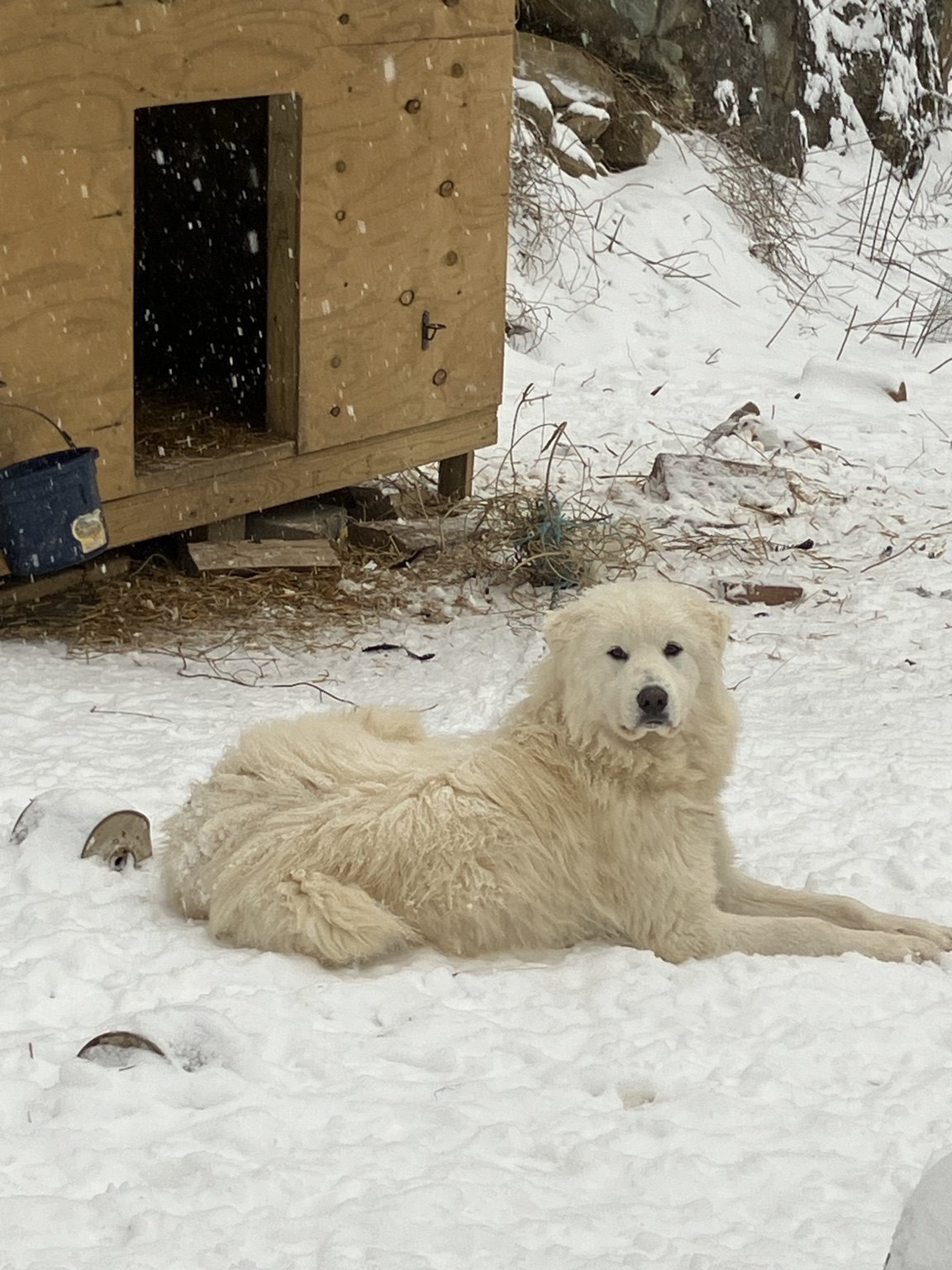 White guardian dog resting in snow in front of a wooden shelter at Nevermore Farms.