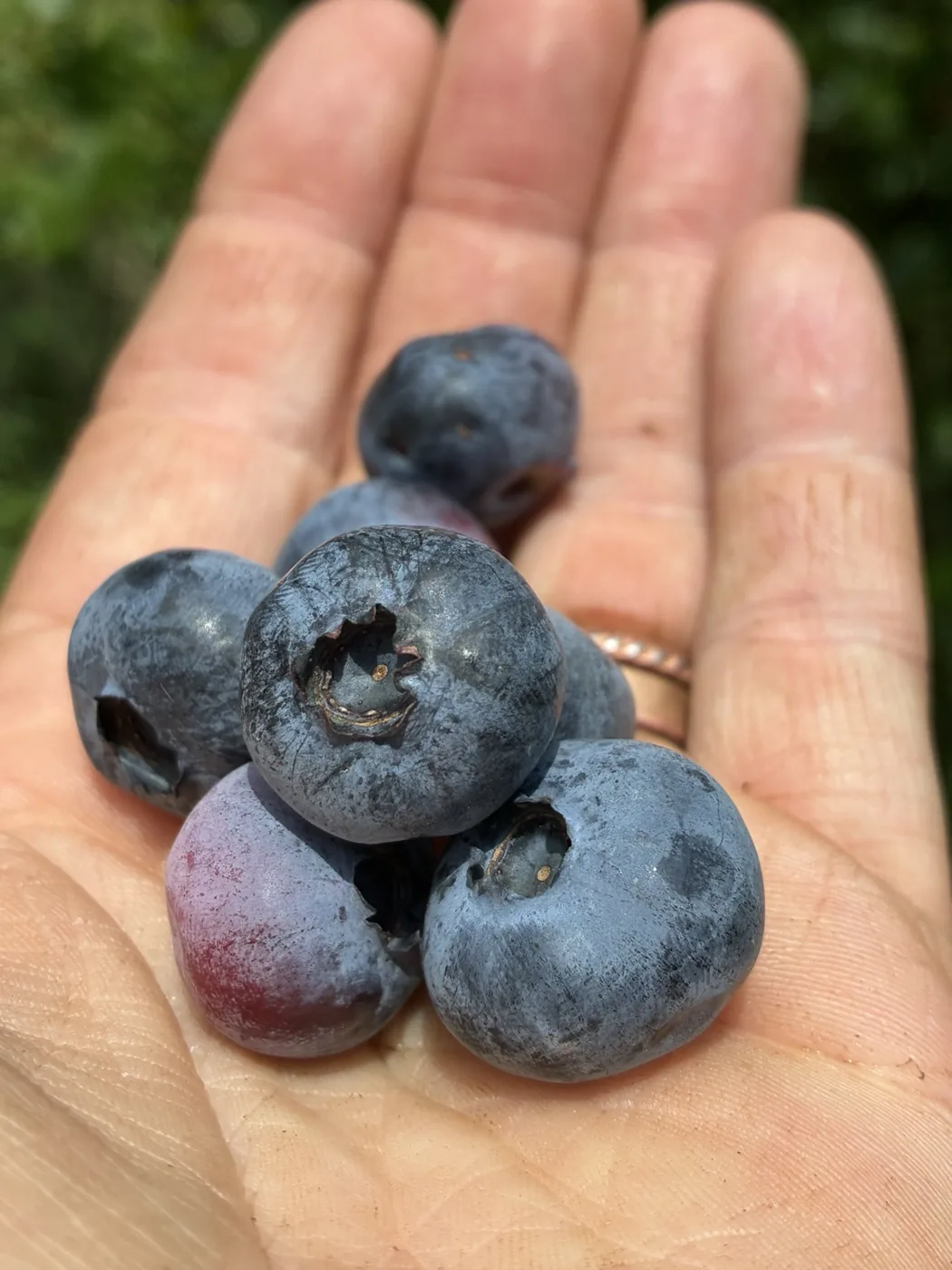 Fresh blueberries gathered in a hand outdoors.