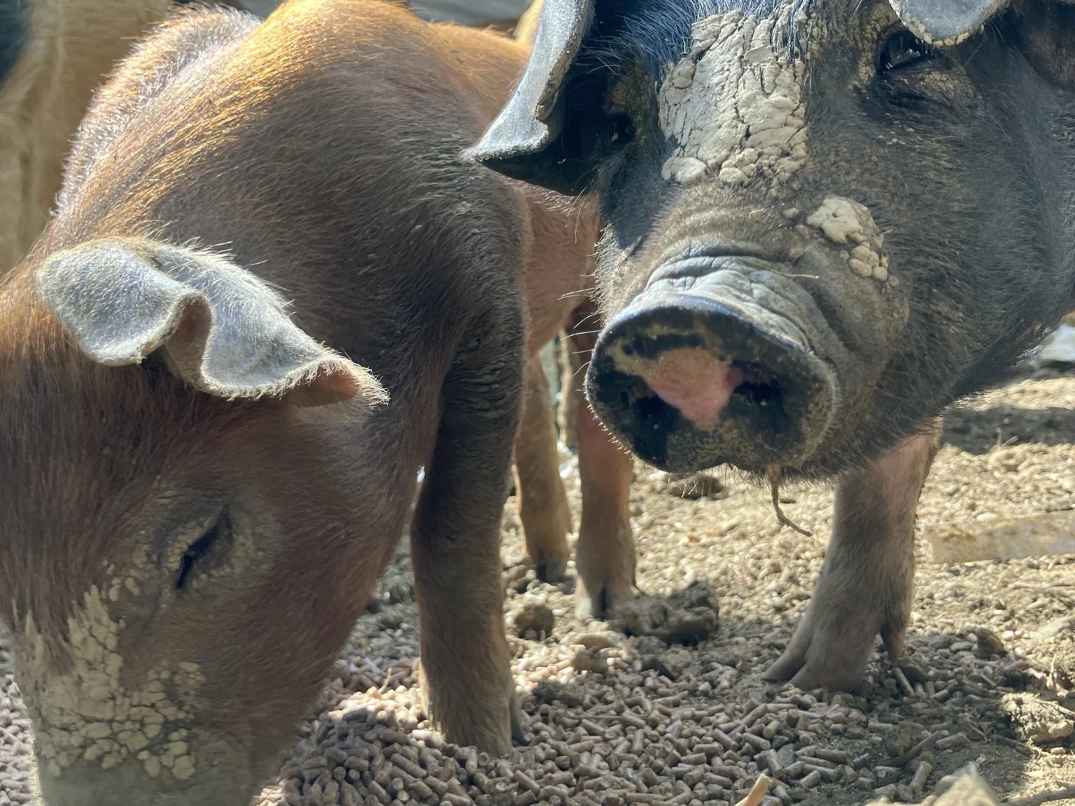 Two pigs with mud on their snouts.