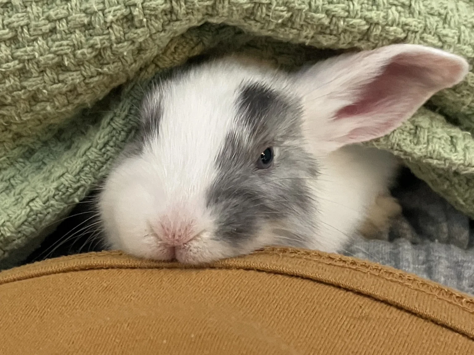 Young white and gray rabbit beneath a blanket.