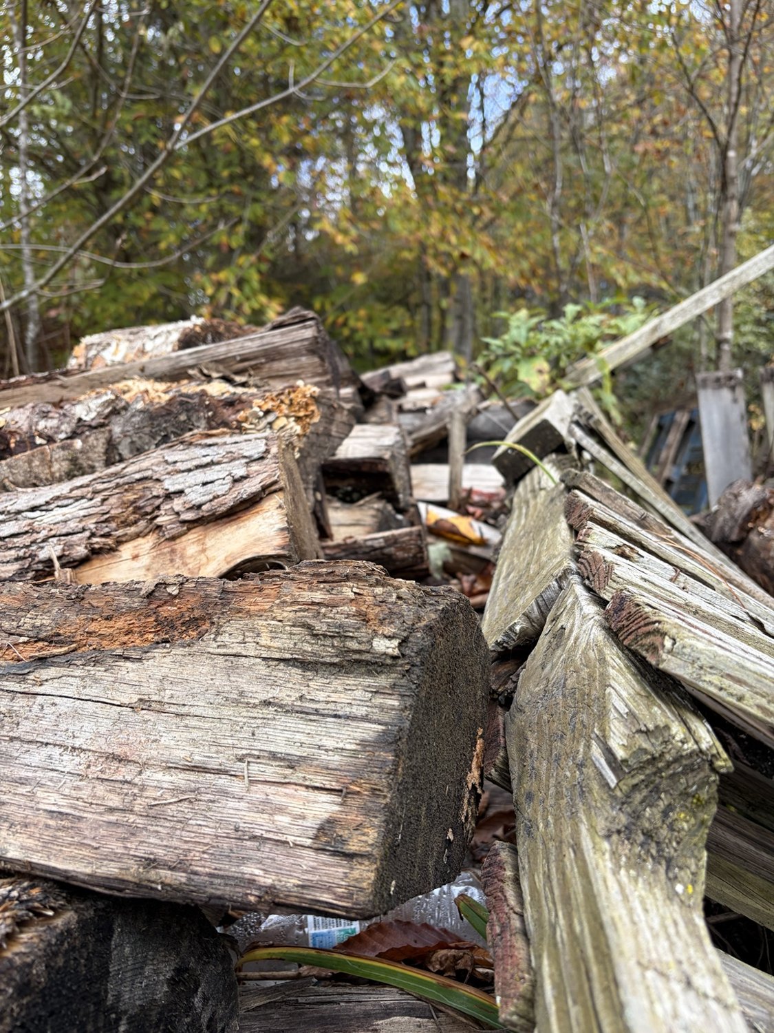Weathered split firewood with woodland trees in the background.