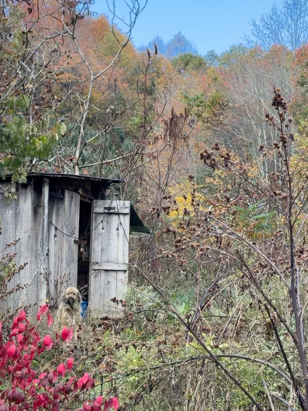 Weathered farm building among autumn trees.